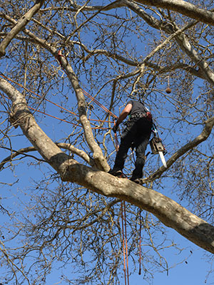 St. Cloud tree service